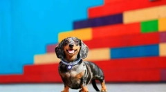 Џуџести dachshund (фото): свињи енергија, храброст и посветеност