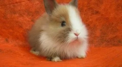 Џуџиња зајаци