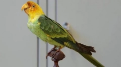 Каролински папагал