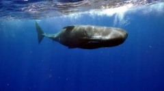 Cachelot (слика): огромно чудовиште од дното на океанот