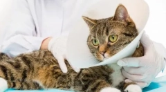 Кастрацијата и стерилизацијата: компетентна постоперативна нега за мачка или мачка