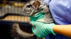 Кастрацирање и стерилизација на шиншила