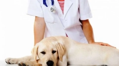 Кастрацирање и стерилизација