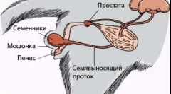 Катфордска мачка: како се врши операцијата