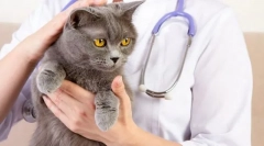 Катфорд мачка