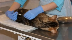 Катфордни мачки и мачки