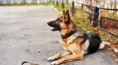 Кутфорни кучиња: предности и лоши, кои ветеринари велат