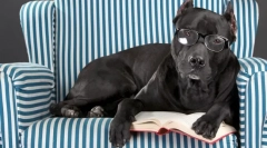 Катарактат во кучето: причини, симптоми, третман, превенција