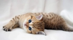 Catosal за мачки: инструкции за употреба, контраиндикации