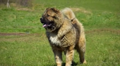 Кавказски овчар куче