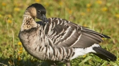 Kazarka хавајски