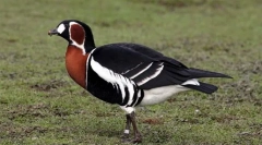 Красарка красновобаи