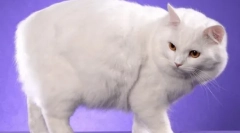 Кимик: опис на расата, карактеристики на содржината и грижата