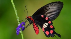 Kirkanone едрилица