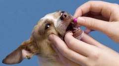 Цревни црви