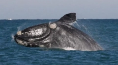 Комплет мазна јапонски