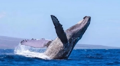 Кит гумбек (горбах)