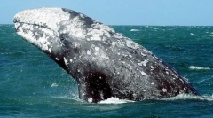 Кит сива боја