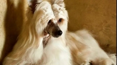 Кинески гребени пух (фото): умот и убавината во едно шише