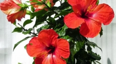 Кинески роза (хибискус)