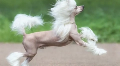 Кинески раси на кучиња