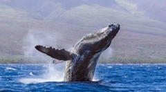 Китови - најголемите животни