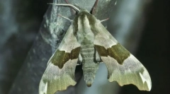 Клаус брановиден