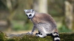 Класа на цицачи