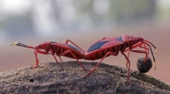 Класа на инсекти