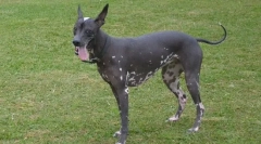 Класификација на раси на кучиња според видот на нивната волна