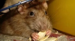 Лепак замки за фаќање на глувци