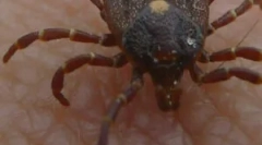 Магничен моноцитарен ерлихиоза