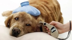 Кучиња клешти: откривање, третман, превенција