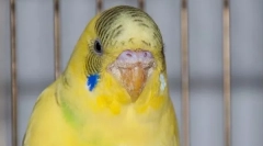 Клешти во брановидниот папагал: симптоми и третман