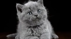 Греј мачиња за мачиња