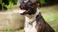 Pitboule прекари: изберете име за милениче