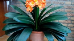 Clivia