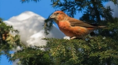 Crossbill.