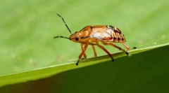 Ѓори предатори и паразити на клапс