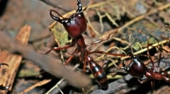 Номадски мравки