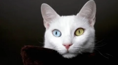 Кога и зошто бојата на окото се менува