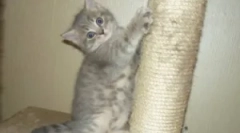 Кога мачката ги изострува канџите