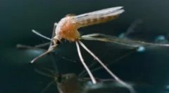 Кога се појавуваат комарци и умираат?