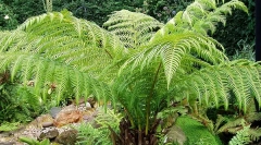 Кога животните отидоа на копно?