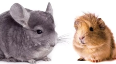 Кој е подобар да започне - чинчила или гвинеја свиња