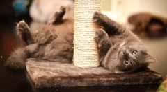 Мачки за мачки со свои раце: да му помогнеме на мачката и спаси мебел