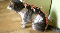 Број на мокрење во мачки и мачки: норма и отстапувања