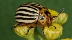 Колорадо буба и нејзините ларви: опис и штета