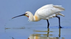 Колеџ обични