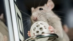 Команди и трикови за стаорци облекување, како да се обучуваат